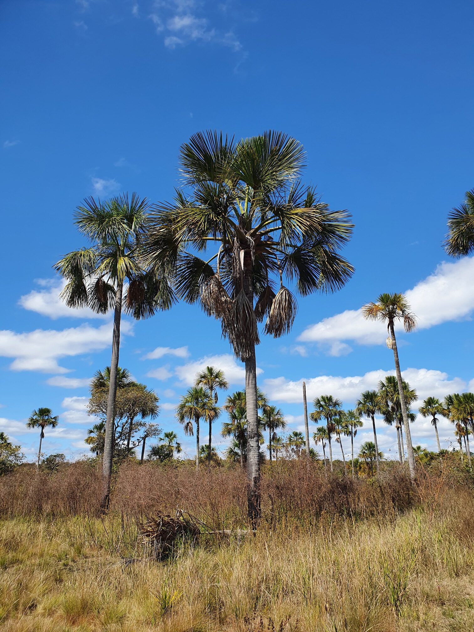Parque Nacional das SempreVivas o parque que nem o Google conhece